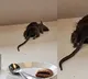 A dead rat fell on the food table at Bengaluru IKEA