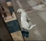 Dog waiting for her owner who committed suicide