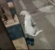 Dog waiting for her owner who committed suicide