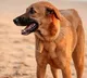 Aadhaar card for dogs 20 strays in Mumbai get IDs with unique QR codes