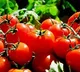 Lorry carrying tomatoes overturned in Hanumakonda District