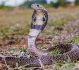 Woman killed lover with snake bite and eloped with new lover