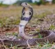 Woman killed lover with snake bite and eloped with new lover