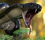 strange tradition Tribals of chhattisgarh give snakes as wedding gift to son in law