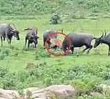 Buffaloes kill tiger in chadrapur district of maharastra