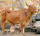 Muslim youth helps to  save drowning cow in front of the mosque
