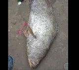 east godavari kachidi fish caught by fishermen kakinada