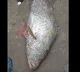 east godavari kachidi fish caught by fishermen kakinada