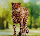 Rampant poaching at Kuno raises questions about cheetahs' safety