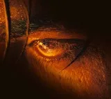 SRK-starrer ‘Jawan’ makers give sneak-peek to Vijay Sethupathi’s ‘furious eyes’ in mystery poster