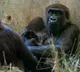 Gorilla Thought To Be Male Gives Birth To A Baby Girl