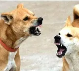 17 year old boy from Kakinada dies from rabies six months after dog bite