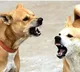 17 year old boy from Kakinada dies from rabies six months after dog bite