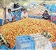 chittoor farmer earned 3 crores in one month with tamato crop