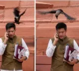 Raghav Chadha gets attacked by crow BJP quips jhooth bole kauvva kate