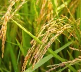 Here are the world biggest exporters of rice including india