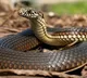A drunk man wakes up with a snake in his shirt