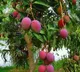This Indian farmer grows worlds most expensive mango in his orchard