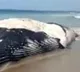 Blue Whale washes ashore in Andhra Pradesh