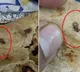Cockroach Found in Meal Served on Vande Bharat Train IRCTC Responds