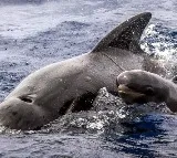Dolphins and Whales Spotted In AP And Odisha Coast