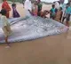 Rare Blue Whale washed ashore in Srikakulam district