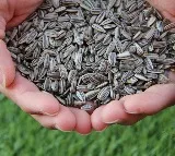 health benefits of eating sunflower seeds