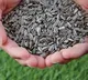 health benefits of eating sunflower seeds