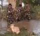Dog Request to Police for Save Her Baby Dogs