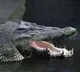 Telangana man arrested for killing crocodile, selling its meat