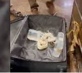 47 snakes and 2 lizards seized from passenger at Trichy airport