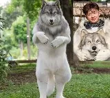 Japan engineer spent to look like a Wolf