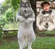 Japan engineer spent to look like a Wolf