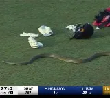 Rat Snake enters into stadium while match was going