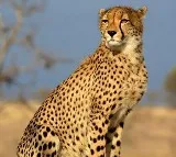 No cheetah in Kuno National Park died due to unnatural reasons: Tiger Conservation Authority to SC