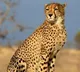 No cheetah in Kuno National Park died due to unnatural reasons: Tiger Conservation Authority to SC