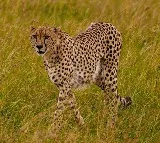 Another Cheetah dies in Kuno National Park