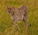 Another Cheetah dies in Kuno National Park