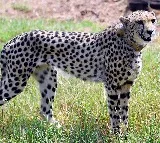 Two untraceable cheetahs: Dhatri found dead at Kuno, Nirva still out of radar