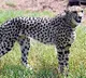 Two untraceable cheetahs: Dhatri found dead at Kuno, Nirva still out of radar