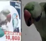 MP man puts posters for his missing parrots giving Rs 10000 Reward for who finds