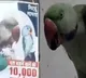 MP man puts posters for his missing parrots giving Rs 10000 Reward for who finds