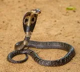 Cobra sparks fear in Vijayawada collectorate building