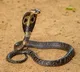 Cobra sparks fear in Vijayawada collectorate building