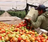 Tomatoes give farmers seat in Crorepati Club