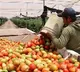 Tomatoes give farmers seat in Crorepati Club