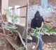 Woman catches two snakes with bare hands video sparks debate