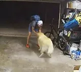 Thief befriends dog to steal RS lakh worth of bike