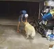 Thief befriends dog to steal RS lakh worth of bike