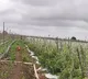 As tomato prices soar farmer installs cameras on his field to prevent theft